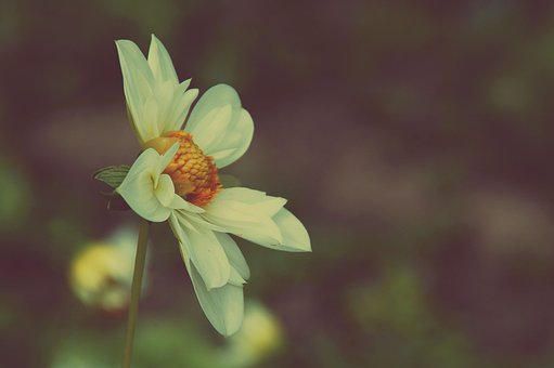 Dahlie, Blume, Schöne Blumen, Pflanze