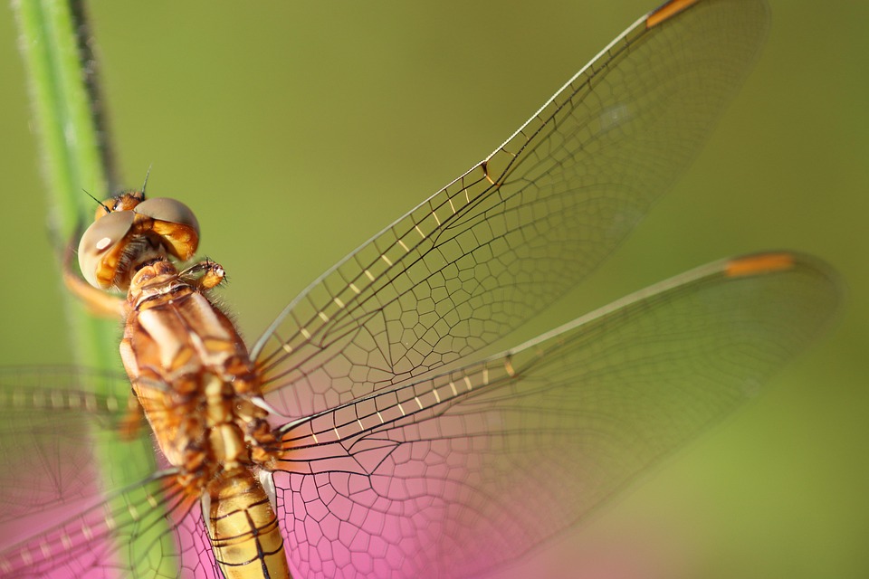 Dragonfly Insect Plant Yellow - Free photo on Pixabay - Pixabay