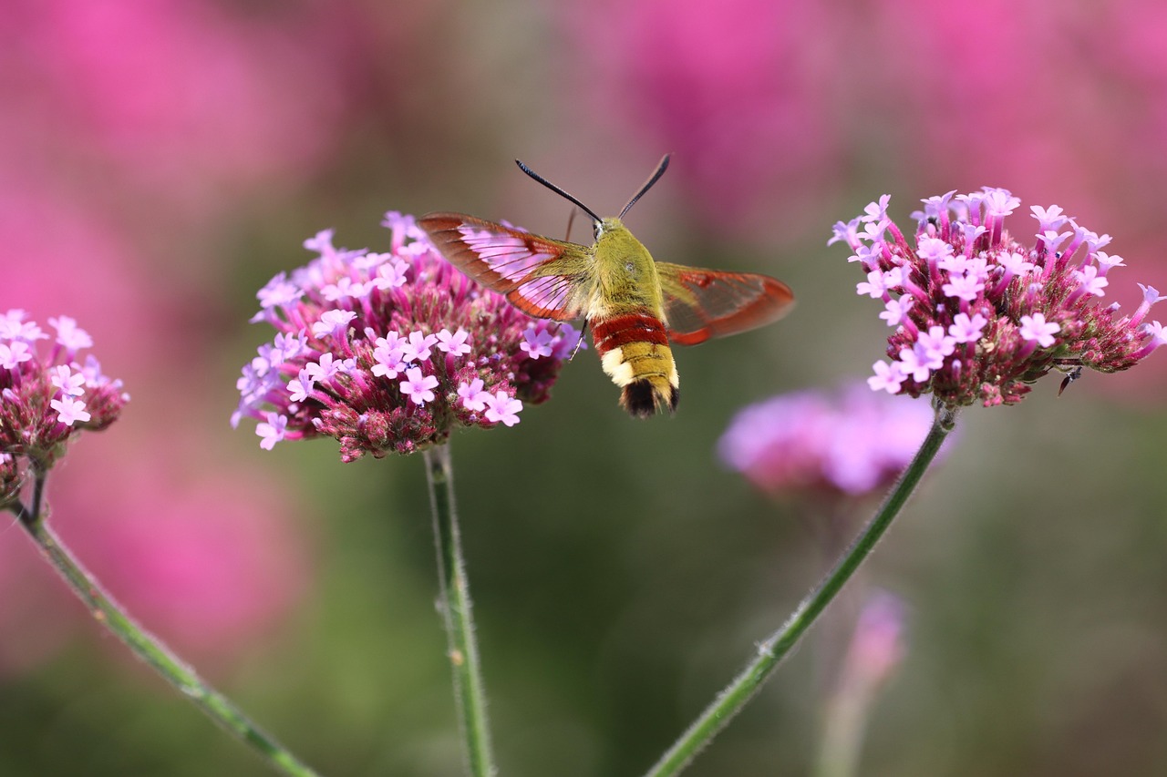 Hummingbird Hawk Moth - free online jigsaw puzzle photo