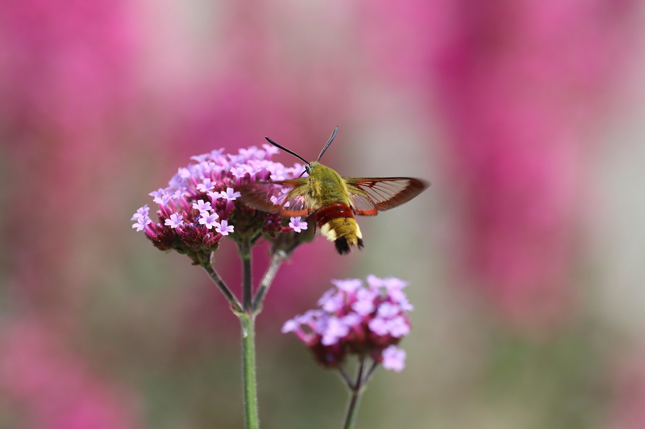 Hummingbird Hawk Moth - Free photo on Pixabay - Pixabay