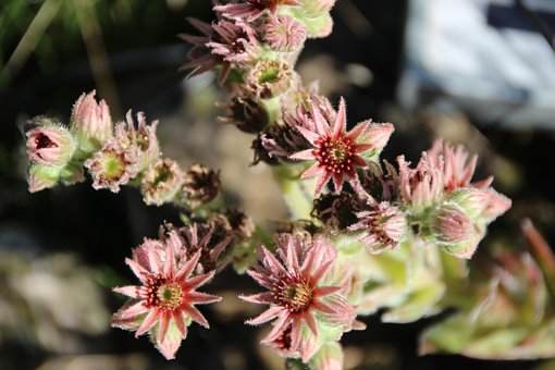 Free Stone Root Succulents photo and picture