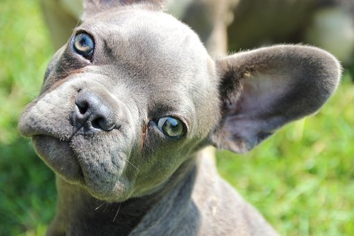 Free French Bulldog Puppy photo and picture