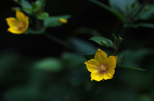 Free Yellow Flowers Evening Primrose photo and picture