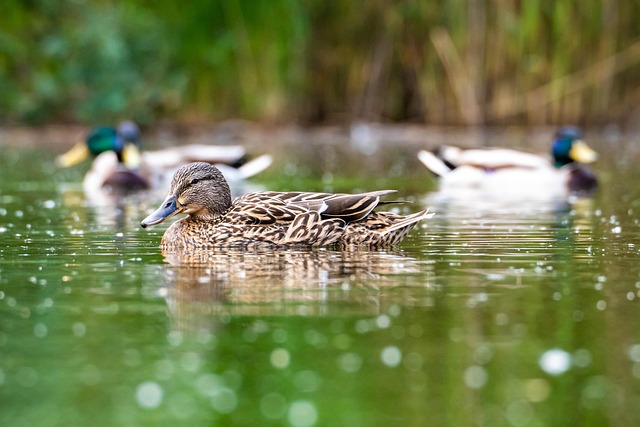 Ente, Stockente, Vogel, Wasservögel