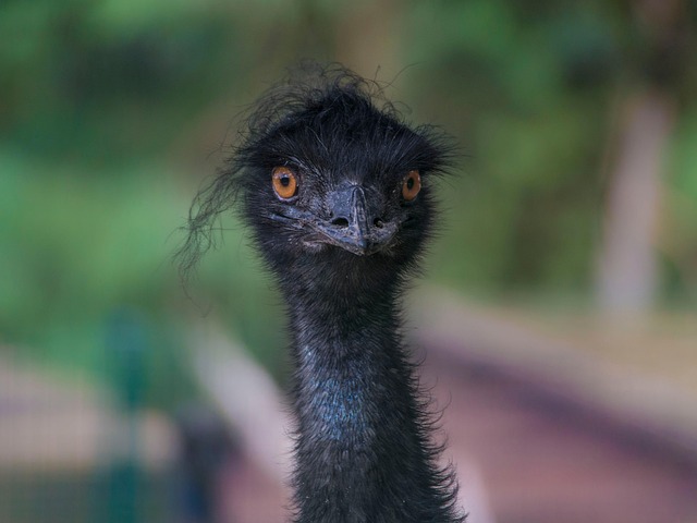 Emu, Vogel, Kopf, Tier