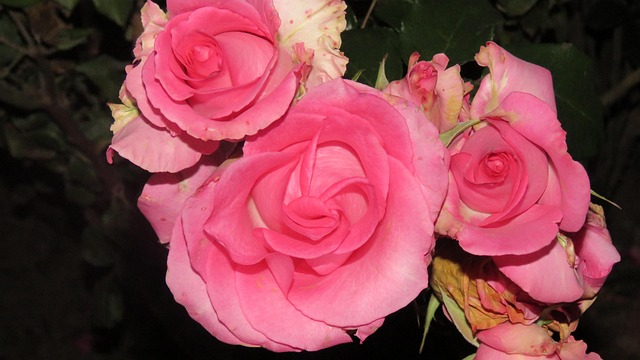 Free Flower Nature photo and picture