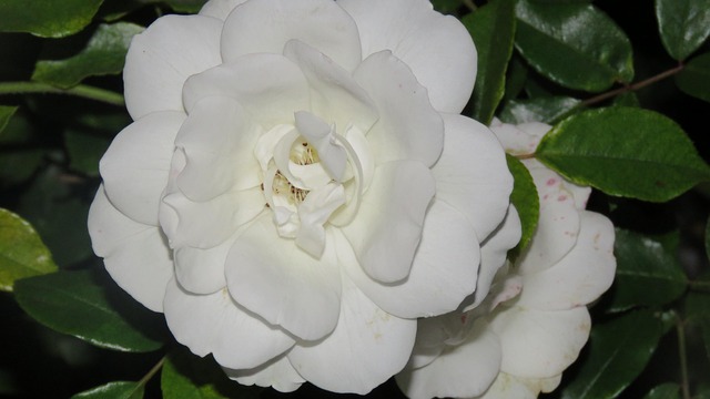 Free Flower Night photo and picture