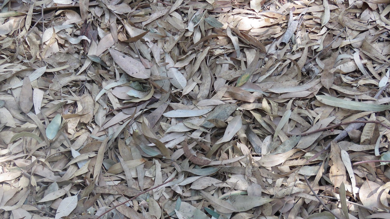 Sheets Eucalyptus Nature Free photo on Pixabay Pixabay