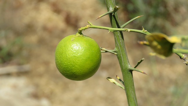 Free Lemon Plant photo and picture