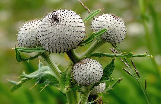 Free Woolly Thistle Flower Wallpaper photo and picture