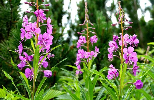 Free Flowers Spring photo and picture