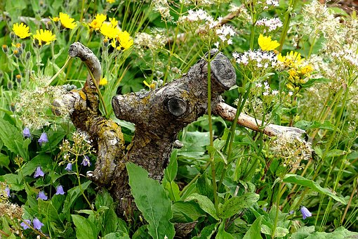 Free Meadow Garden photo and picture