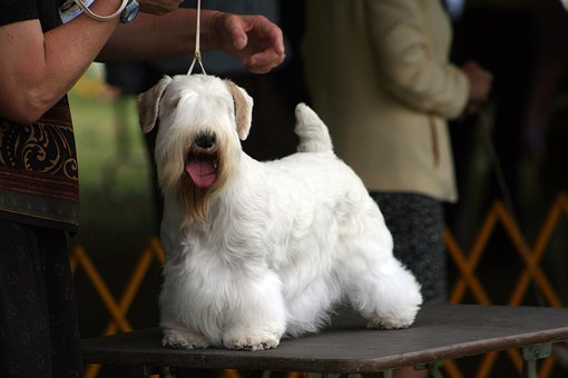 Free Dog Show Sealyham Terrier photo and picture