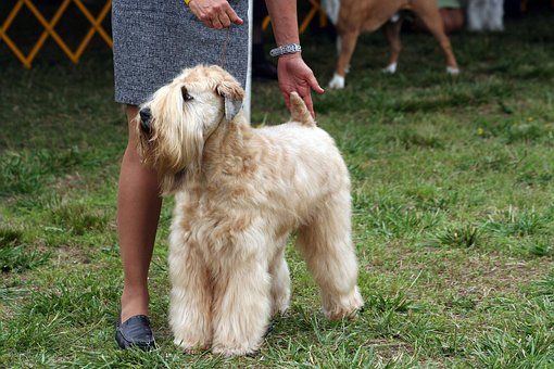 Free Dog Show Soft Coated Wheaten Terrier photo and picture