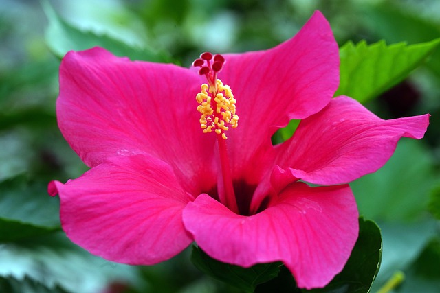 Page 30 - 4,000+ Free Hibiscus & Nature Images - Pixabay