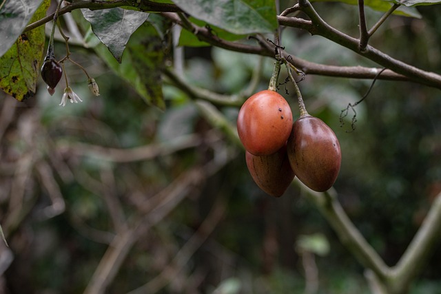 Free Tomatoes Fruits photo and picture