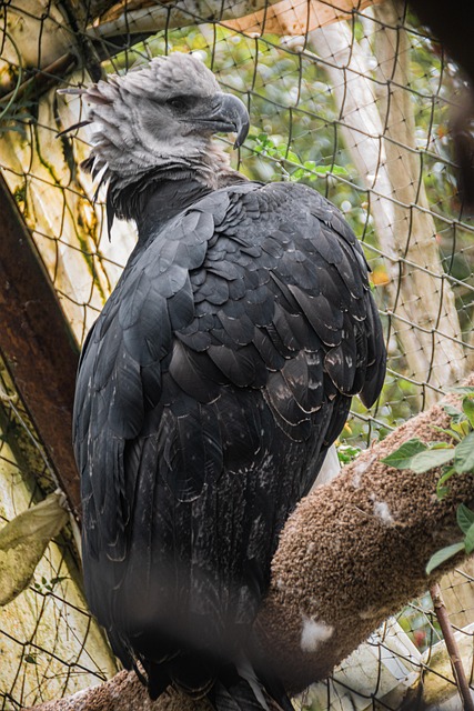 Free Eagle Falcon photo and picture