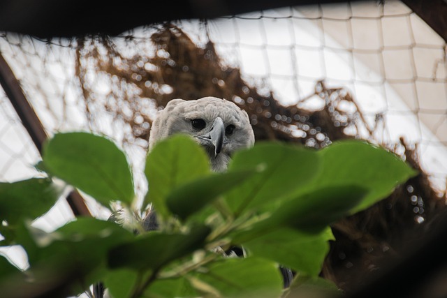 Free Eagle Bird photo and picture