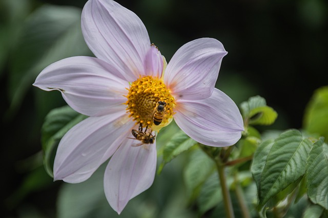 Free Honey Bees White Flower photo and picture