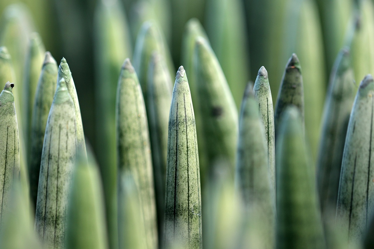 sansevieria, ceylon bowstring hemp, snake plant, nature, garden, plants, sansevieria, sansevieria, sansevieria, sansevieria, sansevieria, snake plant, snake plant, snake plant, snake plant