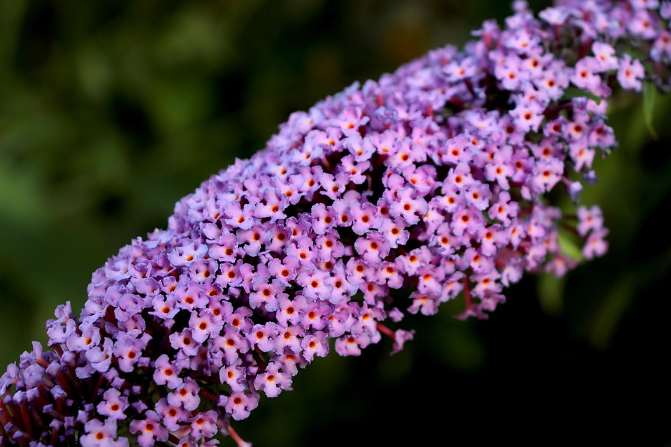 蝴蝶布什 紫色的花朵 花灌木 - Pixabay上的免费照片 - Pixabay