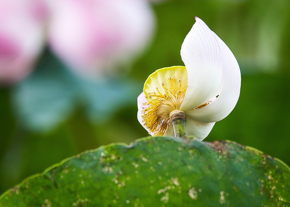 Lotus Flower Seed Pod - Free photo on Pixabay - Pixabay