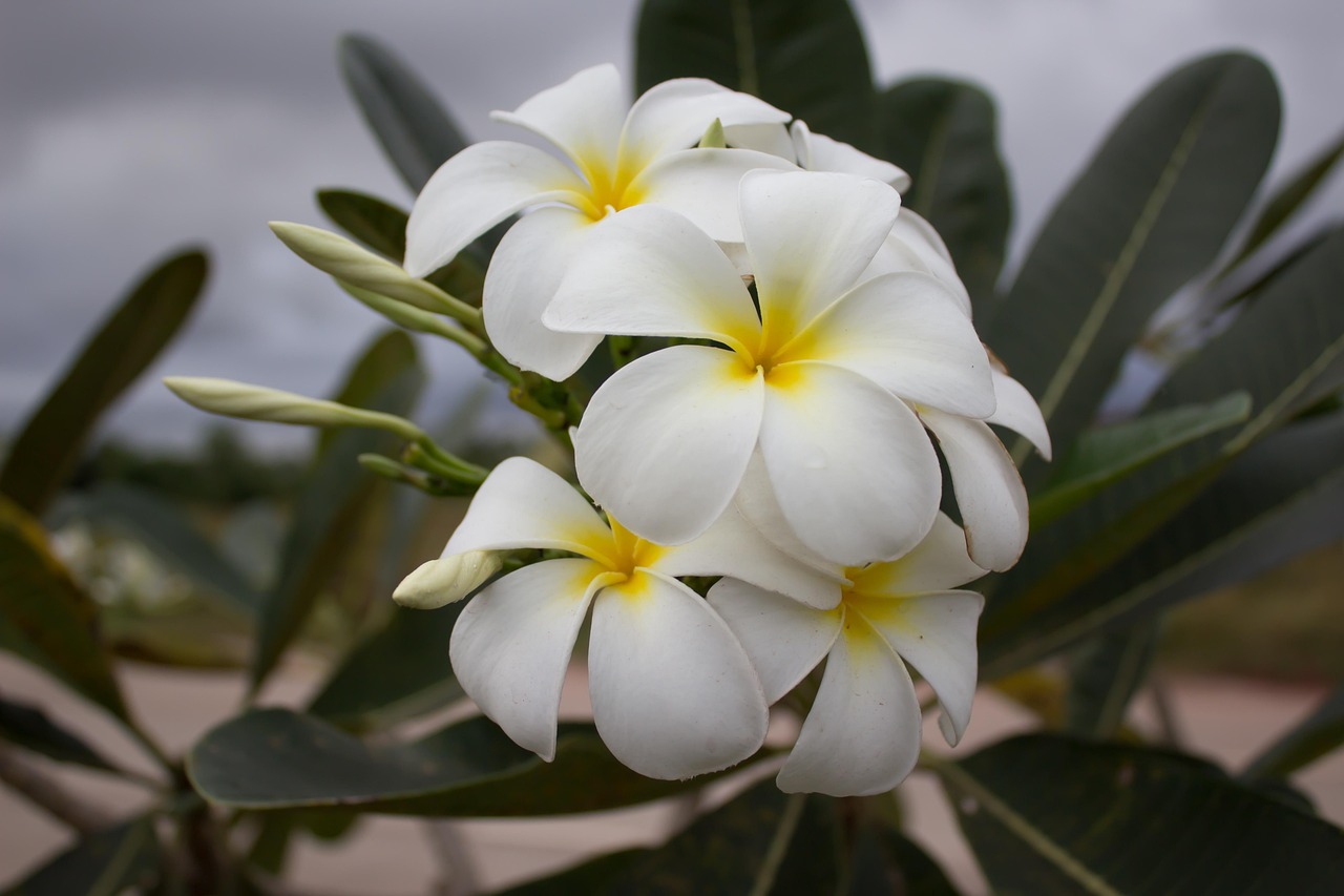 Plumerias Flowers Frangipanis - Free photo on Pixabay - Pixabay