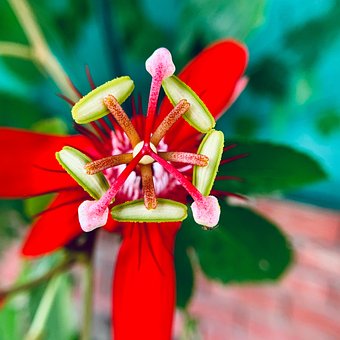Free Red Passionflower Flower photo and picture