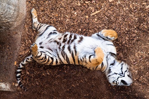 Free Tiger Fun photo and picture