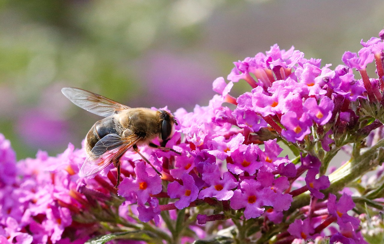 Butterfly Bush Bee Pollination Free photo on Pixabay Pixabay
