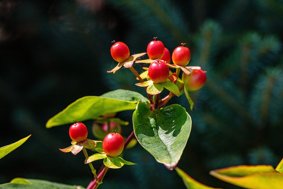 St John'S Wort Herbal Remedy Free photo on Pixabay