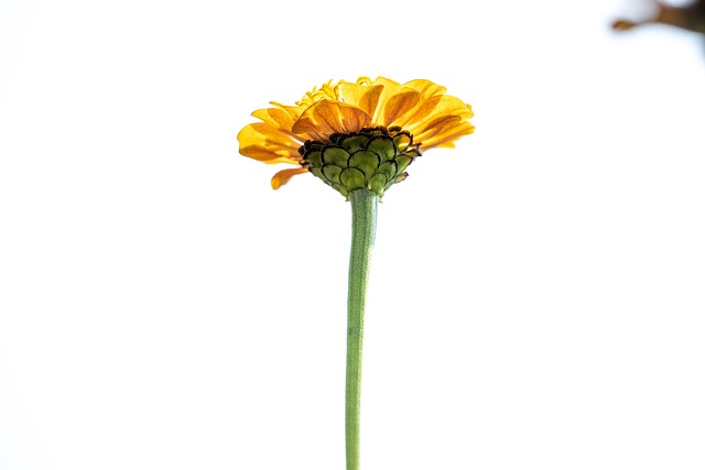 Free Yellow Flower Sunflower photo and picture