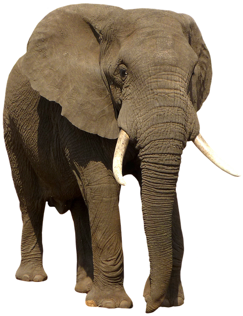 Elefant, Tier, Säugetier, Lumb, Tierwelt