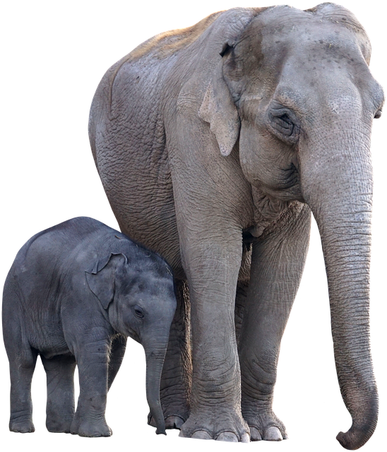 Free elephant herd nature illustration