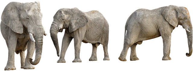 Free elephants herd nature illustration