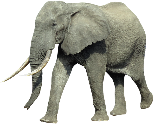 Elefant, Tier, Säugetier, Lumb, Tierwelt