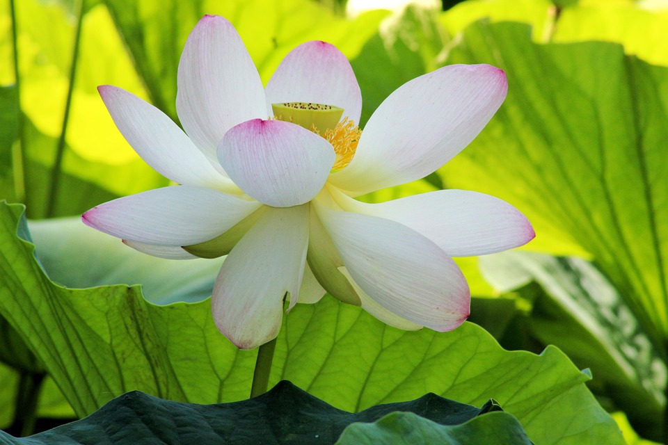 Lotus Flower Pink - Free photo on Pixabay - Pixabay