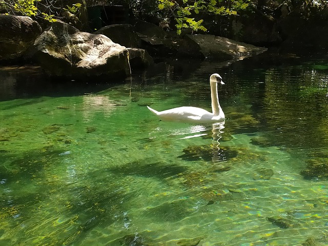 Swan, Vorontsov-Park, Vijver, Krim