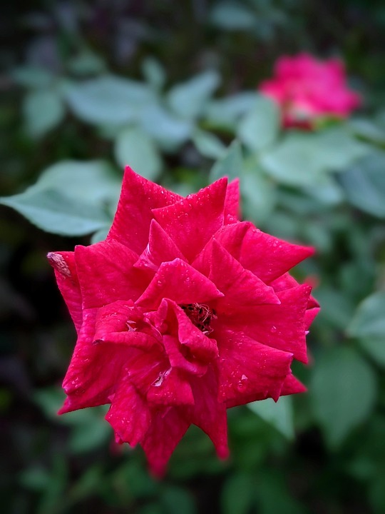 Red Flower Rpse Rose Flower Red - Free photo on Pixabay - Pixabay