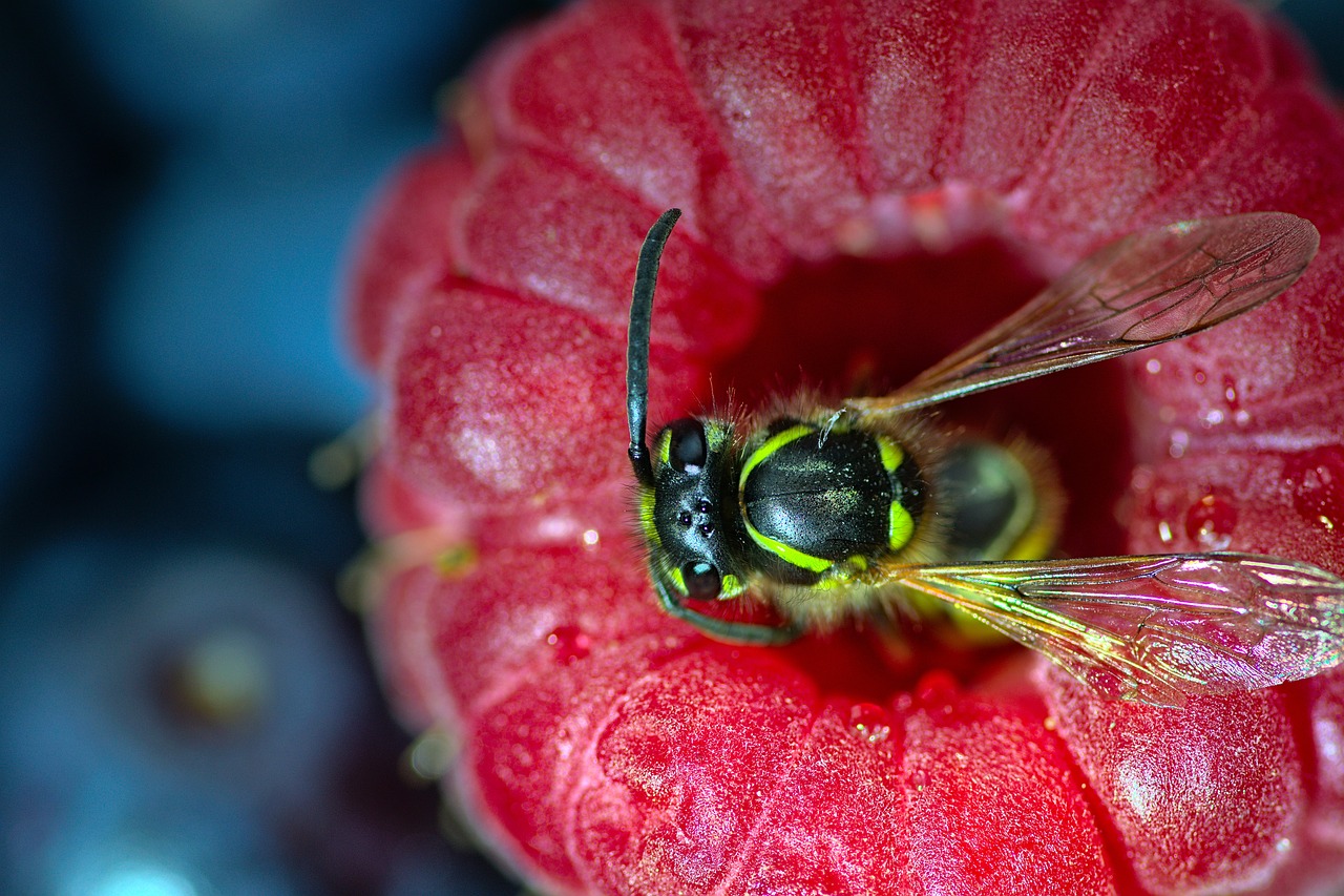 https://cdn.pixabay.com/photo/2021/07/24/13/52/wasp-6489587_1280.jpg