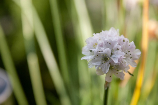 Bloem, Witte Bloem, Bloom, Bloesem