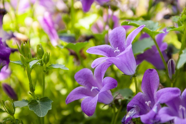 Boshyacinten, Bloemen, Klokjesula