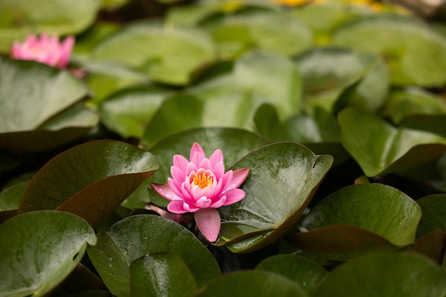 Nenúfar, Lago, Lírios, Flor, Flor Rosa