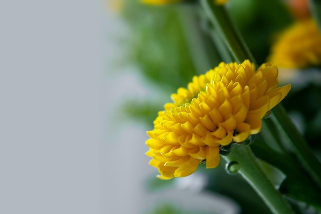 Bloem, Gele Bloem, Bloom, Bloesem