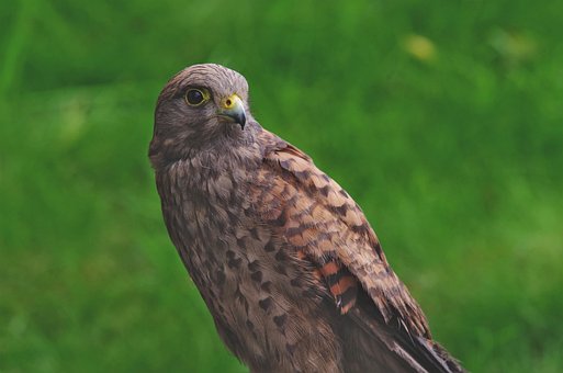 Turmfalke, Vogel, Sitzend, Raubvogel