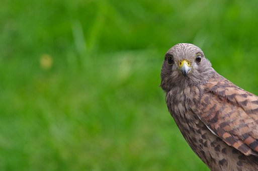 Turmfalke, Vogel, Falke, Sitzend