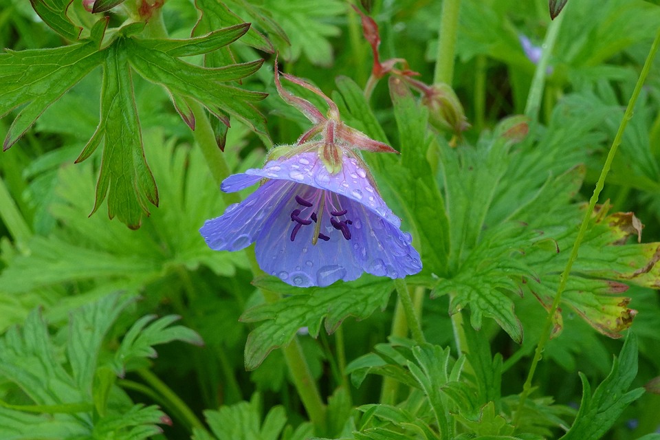 Wild Geranium Spotted - Free photo on Pixabay