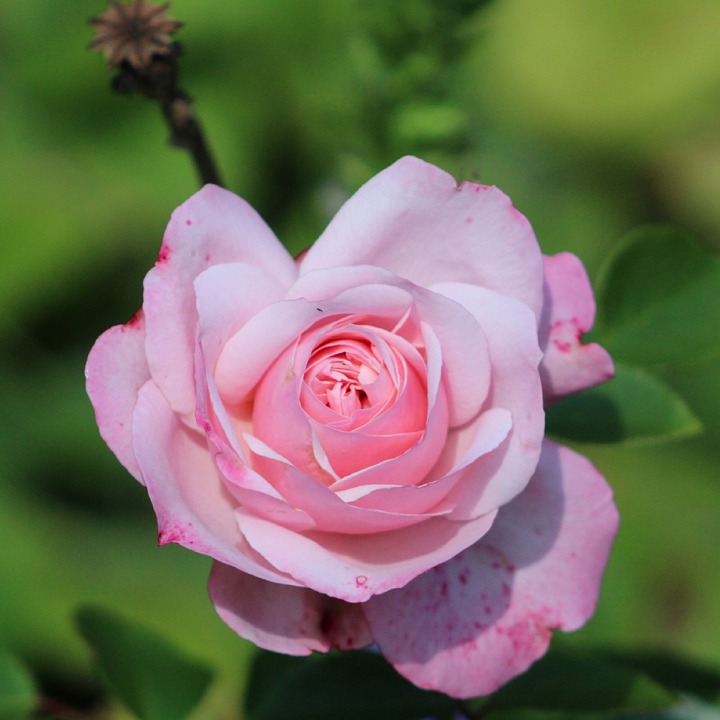 Fleur Roe Rose Fleur De - Photo gratuite sur Pixabay - Pixabay