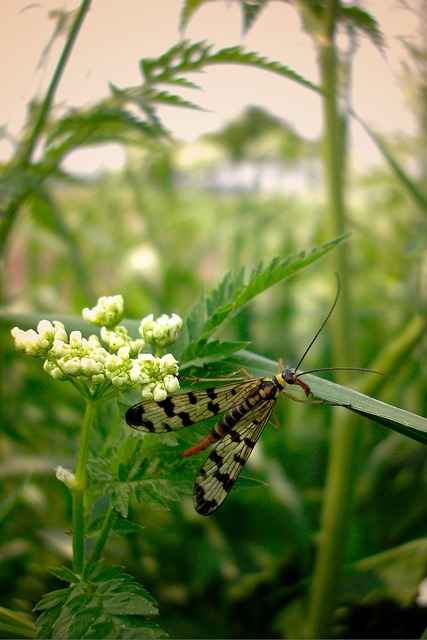 Panorpidae, Insekt, Geflügeltes Insekt