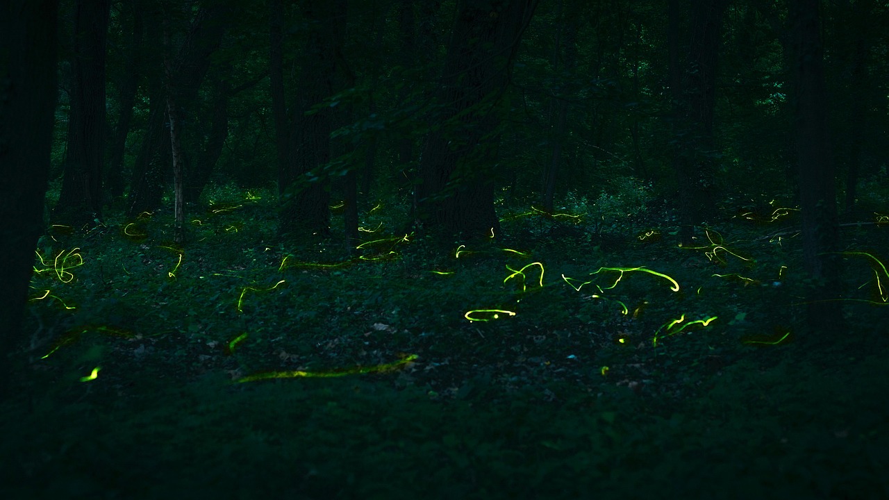 3개 이상 무료 Lightning Bugs 및 반딧불이 사진 Pixabay